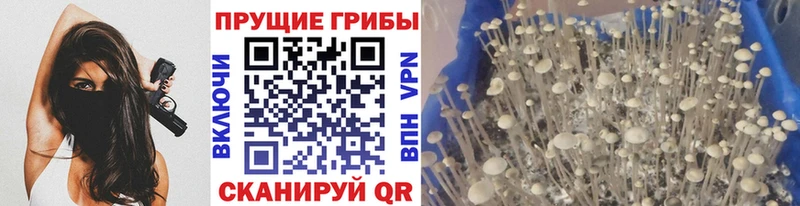 Псилоцибиновые грибы GOLDEN TEACHER  Минеральные Воды 